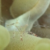 img_3588_spotted-cleaner-shrimp